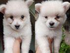 Pomeranian Puppies