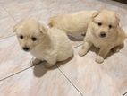Pomeranian Puppies