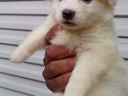 Pomeranian Puppies