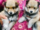 Pomeranian puppies for sale