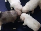 Pomeranian Puppies
