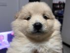 Pomeranian Puppies