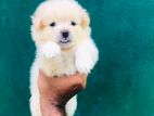 Pomeranian Puppies