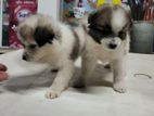 Pomeranian Puppies