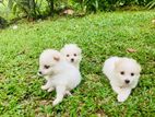 Pomeranian Puppies