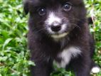 Pomeranian Puppies