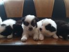 Pomeranian Puppies