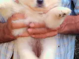 Pomeranian Puppies