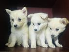 Pomeranian Puppies