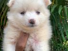 Pomeranian Puppies