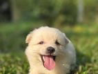 Pomeranian Puppies