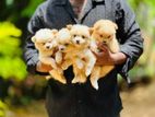 Pomeranian Puppies