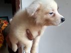 Pomeranian Puppies