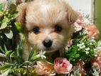 Pomeranian Puppies