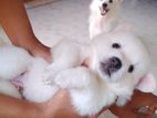 Pomeranian Puppies