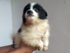pomeranian puppies