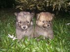 Pomeranian Puppies
