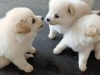 pomeranian puppies
