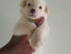 Pomeranian Puppies
