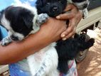 Pomeranian Puppies