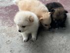 Pomeranian Puppies