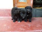 Pomeranian Puppies