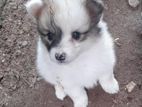 Pomeranian Puppies