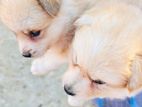 Lion Pomeranian Puppies