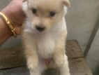 Pomeranian Puppies