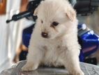 Pomeranian Puppies
