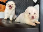 Pomeranian Puppies