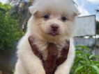 Pomeranian puppies