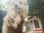 Pomeranian Puppies