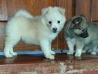 Pomeranian Puppies