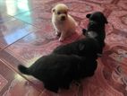 Pomeranian Puppies