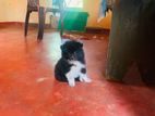Pomeranian Puppies