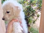 Pomeranian Puppies
