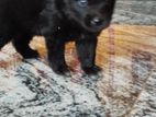 Pomeranian puppies