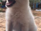 Pomeranian Puppies