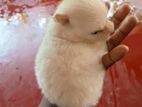 Pomeranian Puppies