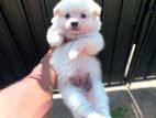 Pomeranian Puppies