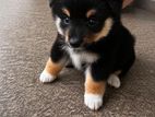 Pomeranian Dog