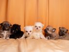 Pomeranian Puppies