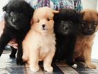 Pomeranian Puppies