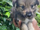 Pomeranian Puppies