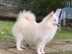 Pomeranian puppies