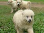 Pomeranian Puppies