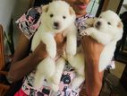 Pomeranian Puppies