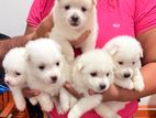 Pomeranian Puppies