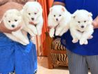 Pomeranian Puppies